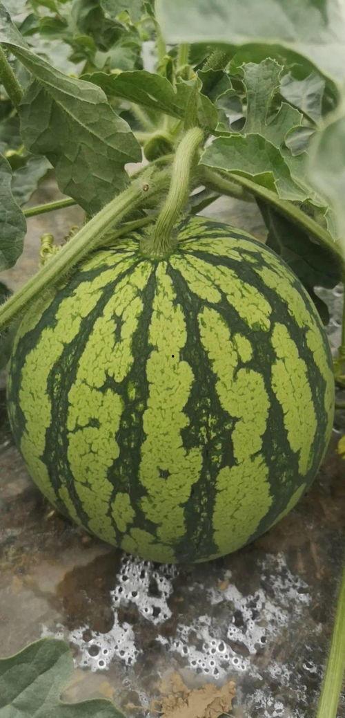 吃瓜网必看大瓜今日吃瓜,今日热点事件深度解析